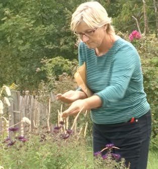 såing av blomsterfrø såing av blomsterfrø